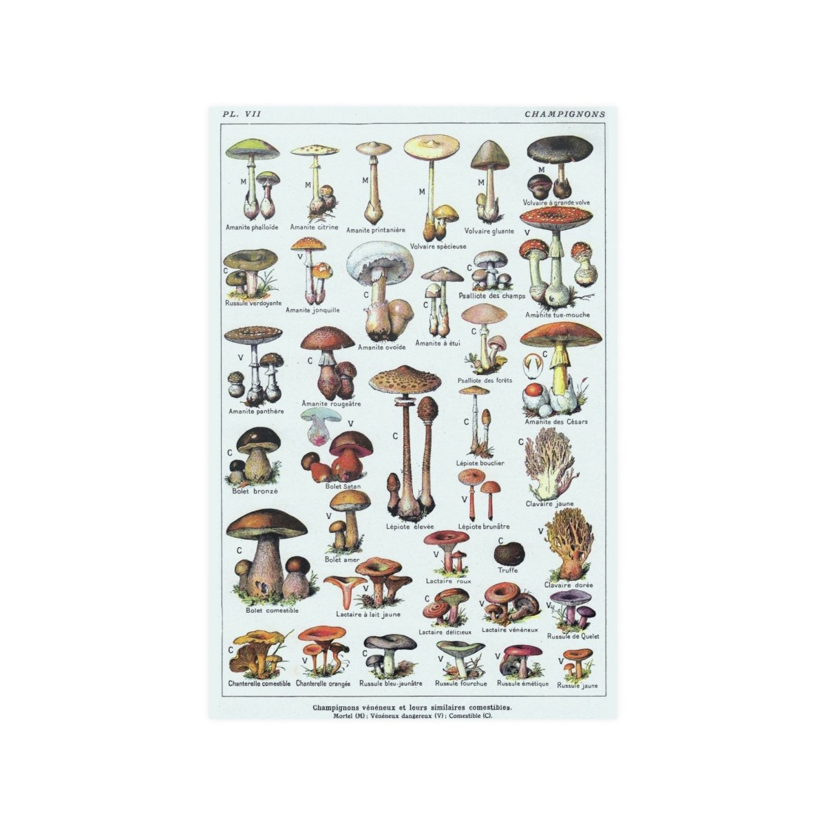 French Mushrooms