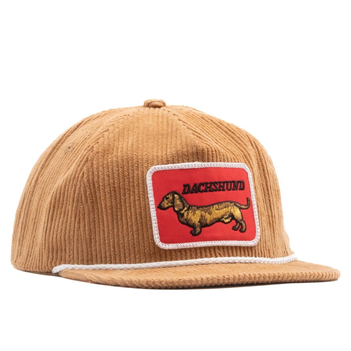 Golden Dachshund
